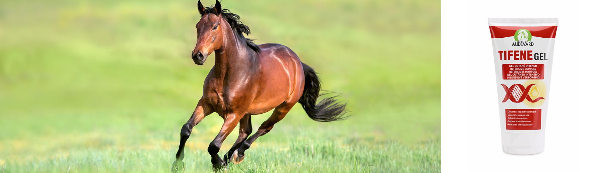 Dierenwinkel -Dierenwinkel 1