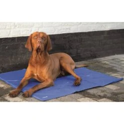 Beeztees Quick Cooler Koelmat IZI Blauw 5 Beeztees Quick Cooler Koelmat IZI Blauw -Dierenwinkel quick cooler koelmat izi blauw 1 2